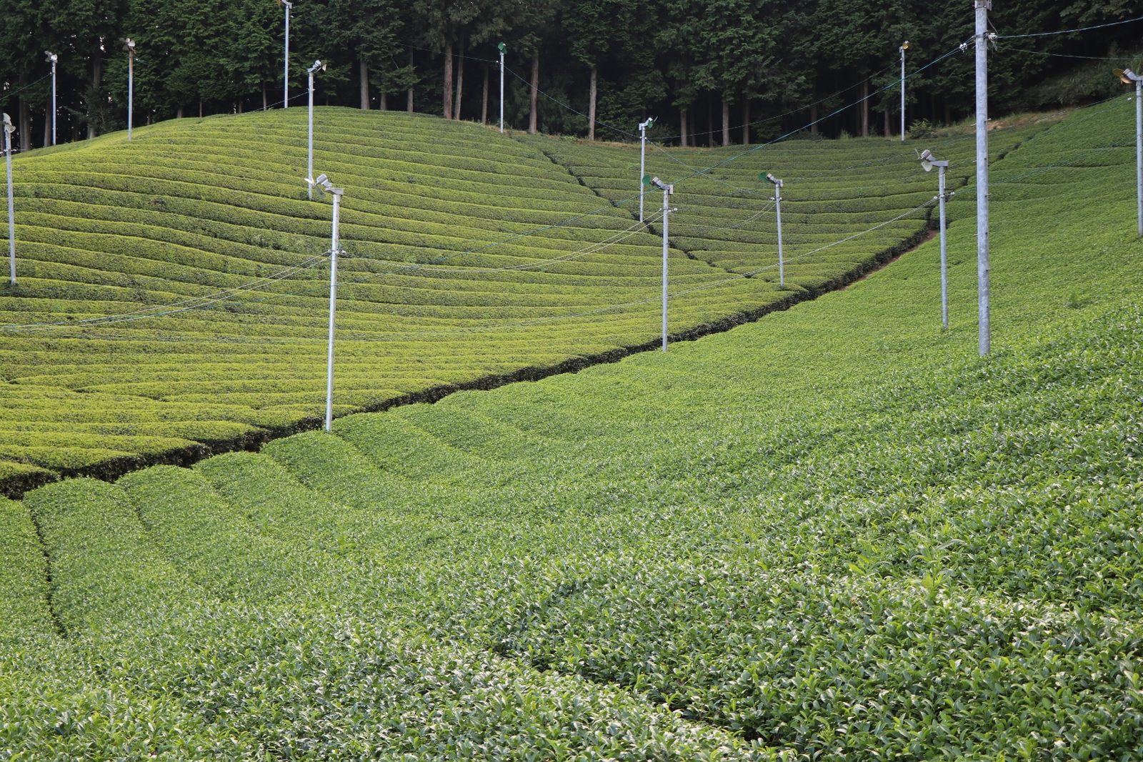 Close-up of tea field rows with frost protection wires