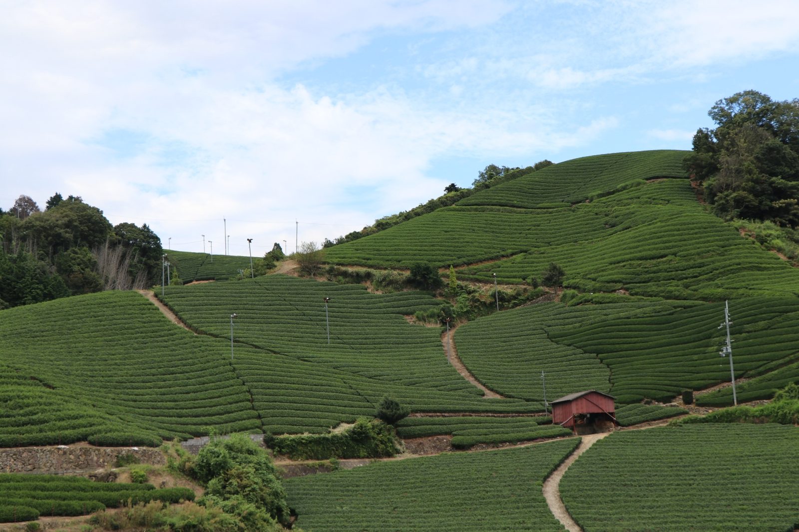 Sweeping Uji tea plantation hillside with rows of tea bushes under blue sky